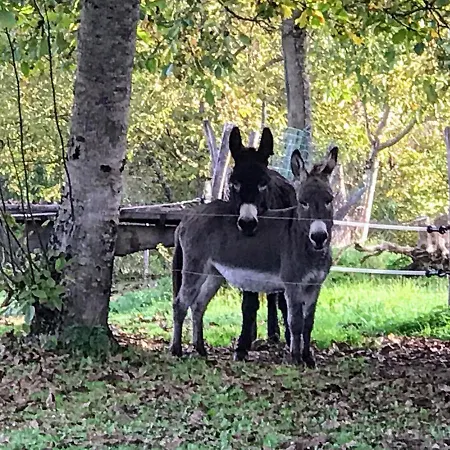 Gite Piscine Chauffee 28 Degre Padirac&Rocamadour Prázdninový dům *